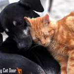 dog cat door