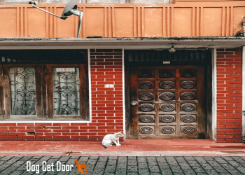 cat door dog gate