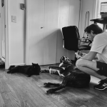 Dog Door for Cats