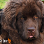 can i pet that dog bear