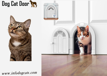 cat door for interior door