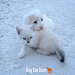 dog and cat door