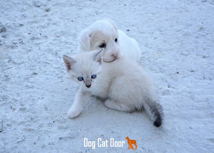 dog and cat door