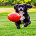dog ball