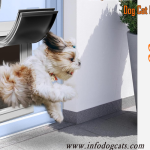 doggie doors