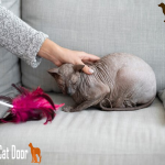 hairless cat