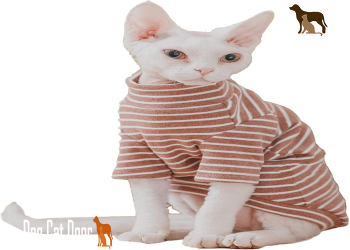 hairless cat clothes