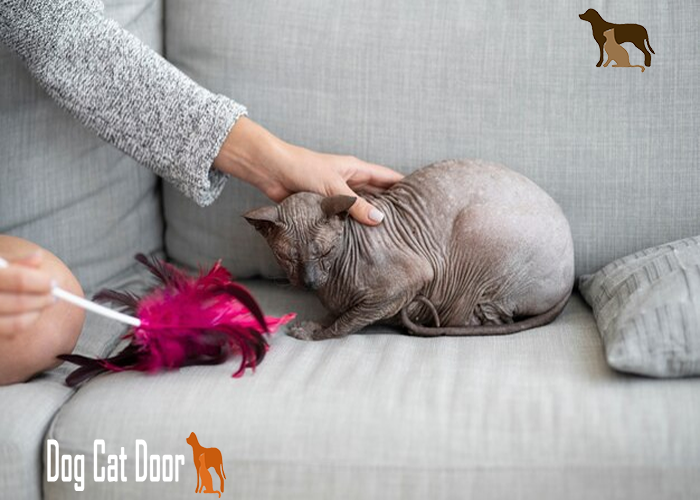 hairless cat