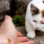 warning signs when introducing cats