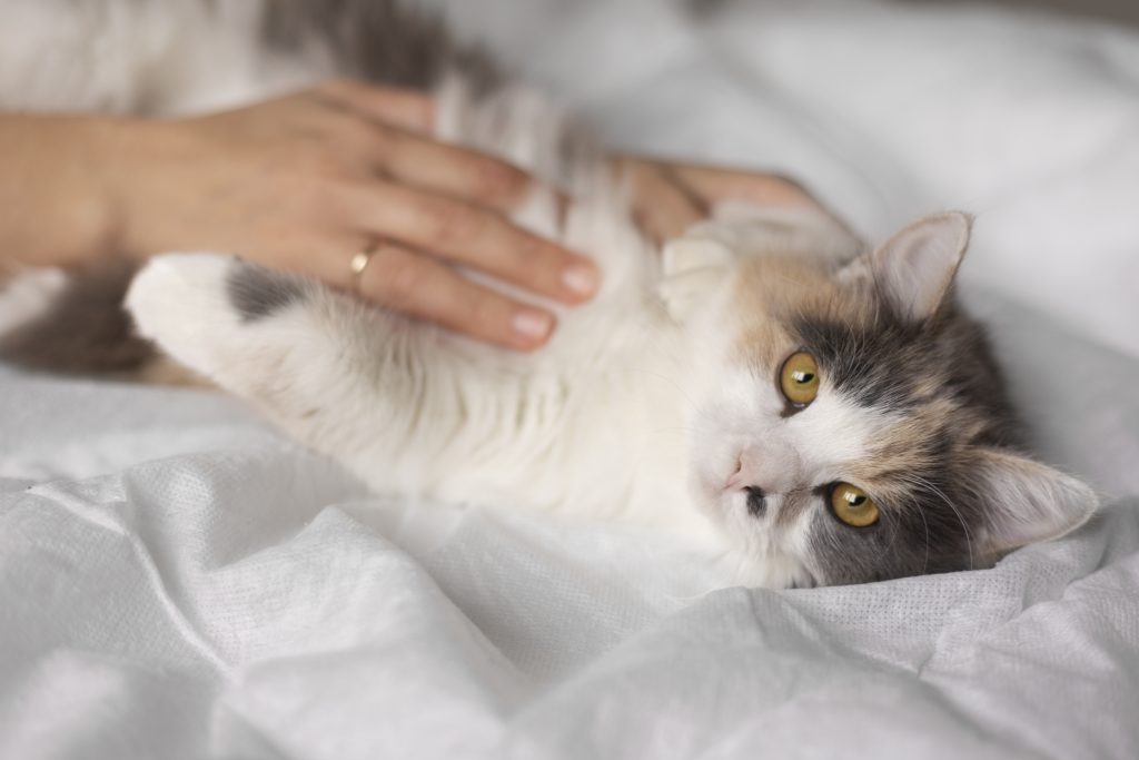 Are Ragdoll Cats Hypoallergenic