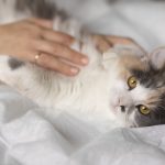 Are Ragdoll Cats Hypoallergenic