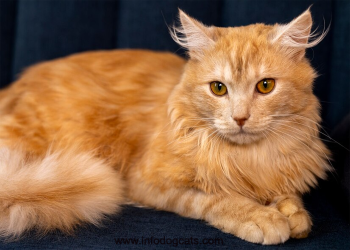 Maine Coon Australia