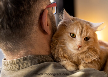 Maine Coon Cats