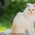 australian mist cat breed