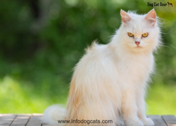 australian mist cat breed