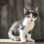 burmese kittens