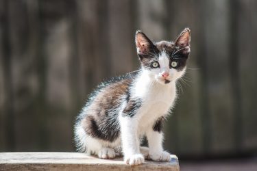 burmese kittens