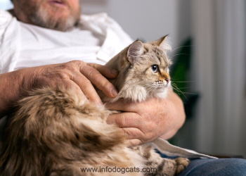 maine coon behavior