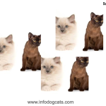 ragdoll burmese cat