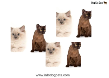 ragdoll burmese cat