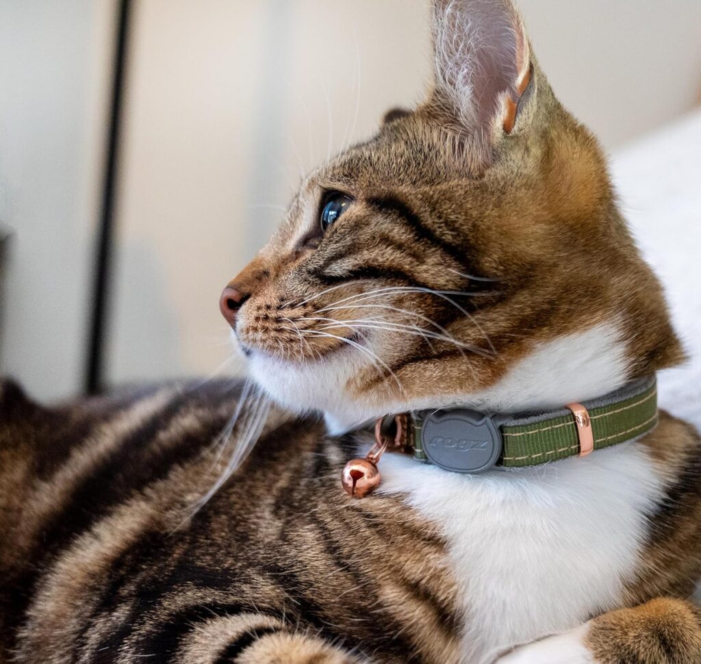 Best Cat Collar 