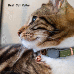Best Cat Collar