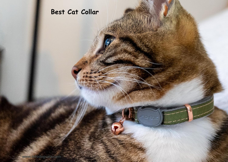 Best Cat Collar