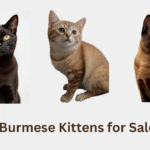 Burmese Kittens for Sale 2025