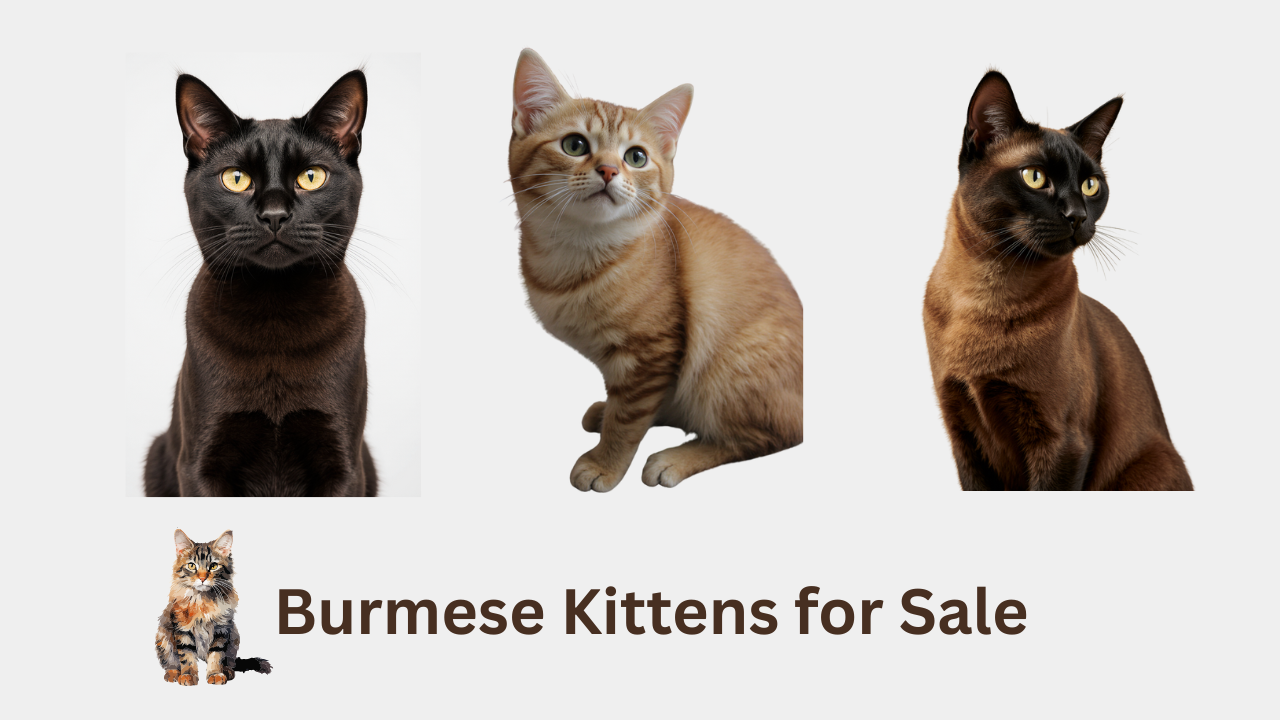 Burmese Kittens for Sale 2025