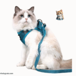 Best Cat Harness