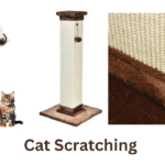 Cat Scratching