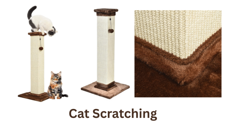 Cat Scratching