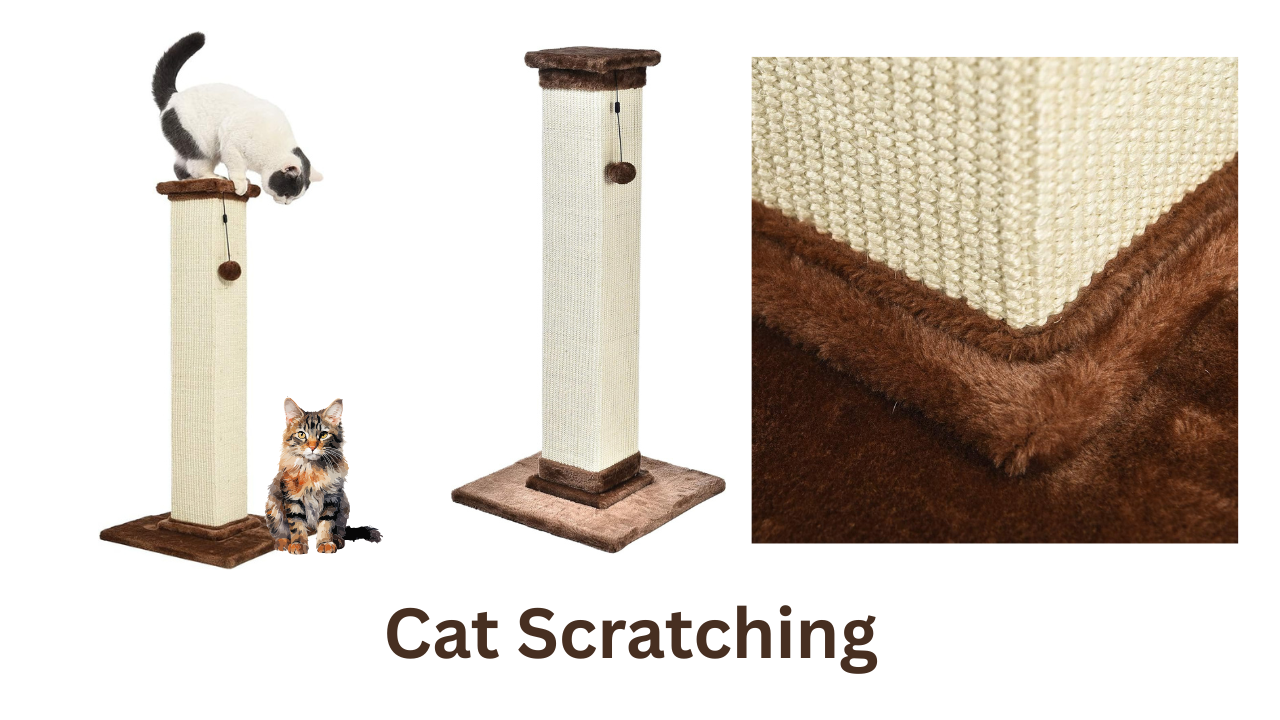 Cat Scratching