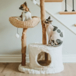 Top Cat Toys of 2025: Enrichment Essentials for Happy Aussie Cats