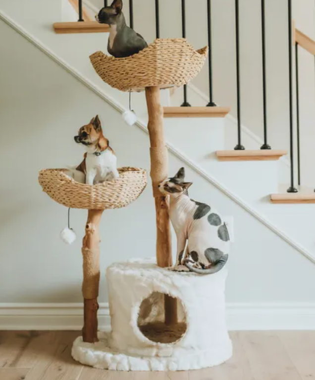 Top Cat Toys of 2025
