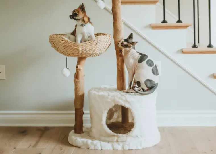 Top Cat Toys of 2025: Enrichment Essentials for Happy Aussie Cats Australian Cat Breeds