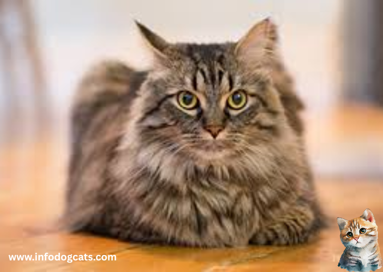 Maine Coon Cat
