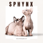 Sphynx Cats Australia