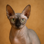 Sphynx Cat Breed in Australia