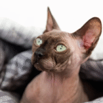 Sphynx Cats