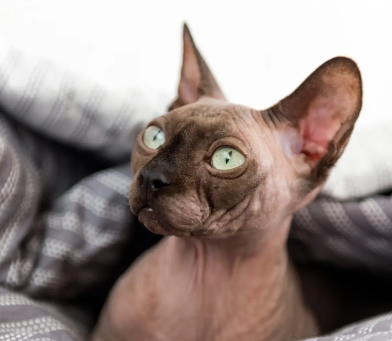 Home Australian Cat Breeds Sphynx Cats
