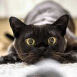 Studies Reveal the Best Ways to Bond with Your Cat