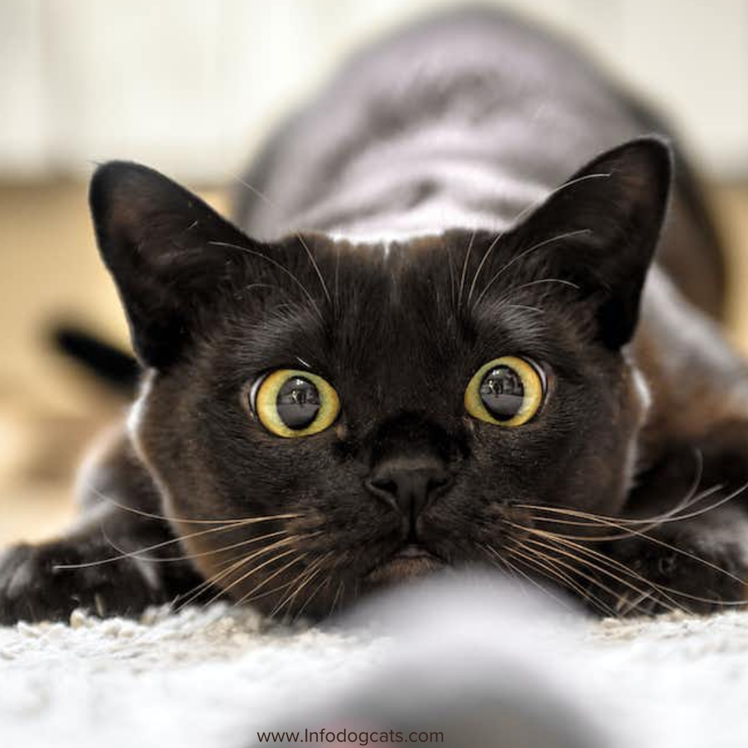Studies Reveal the Best Ways to Bond with Your Cat
