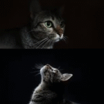 can cats see in the dark