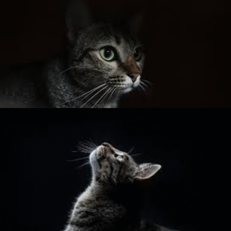 can cats see in the dark