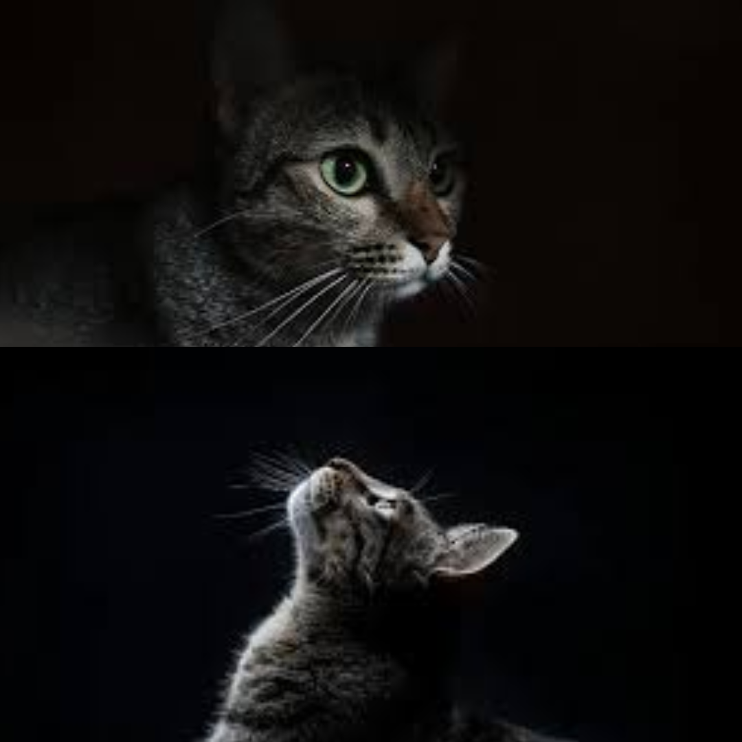 can cats see in the dark