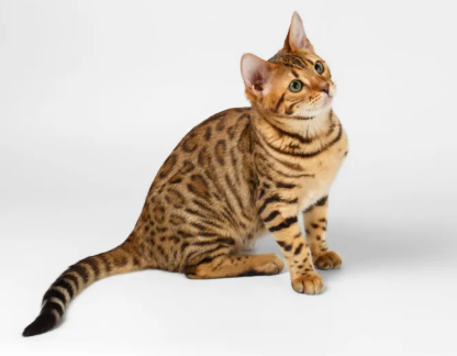 Bengal cat