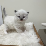 Rare Chocolate mitted x1, seal mitted x1 and Blue tabby Mitted x1 -Ragdoll Kitten -Ready Christmas