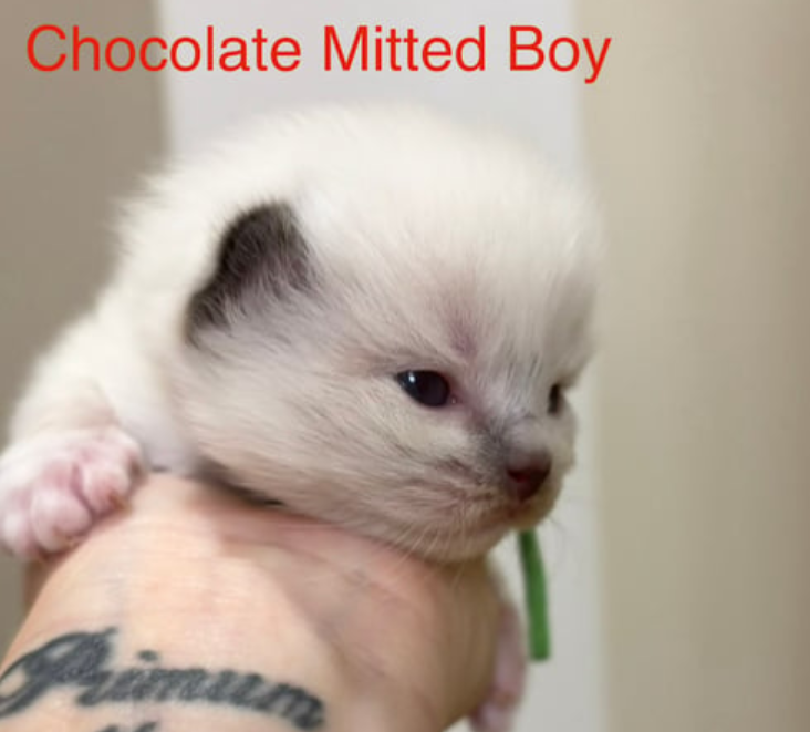 Rare Ragdoll Kittens Ready for Christmas Rare Ragdoll Kittens Ready for Christmas