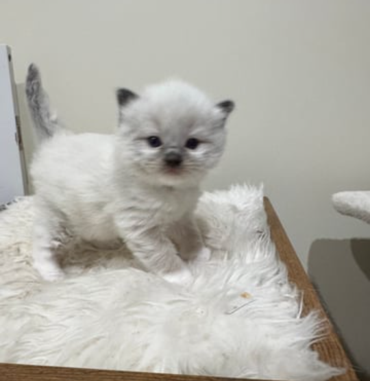 Rare Ragdoll Kittens Ready for Christmas | Melbourne VIC Australian Cat Breeds Rare Chocolate mitted x1, seal mitted x1 and Blue tabby Mitted x1 -Ragdoll Kitten -Ready Christmas